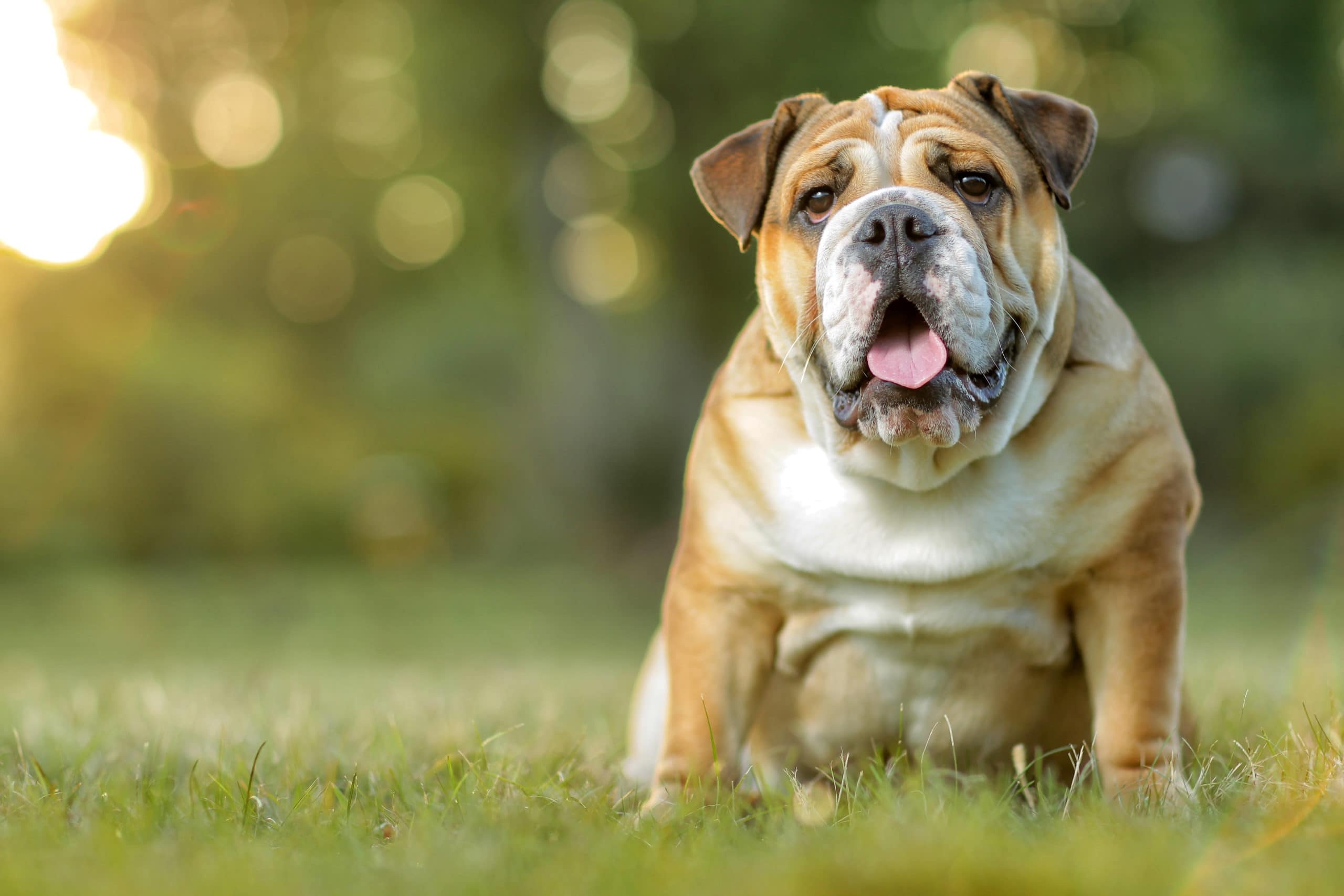 english bulldog sitting on a grass