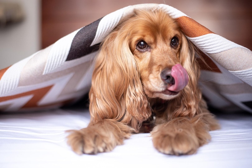 english cocker spaniel lying on bed