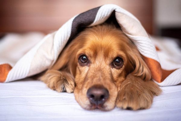 english cocker spaniel under a blanket