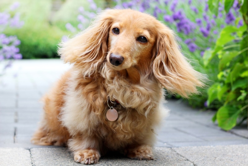 What Makes English Cream Dachshunds Unique?