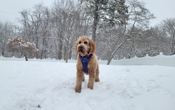 english goldendoodle in the snow