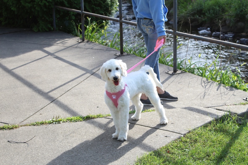 english goldendoodle on a leash