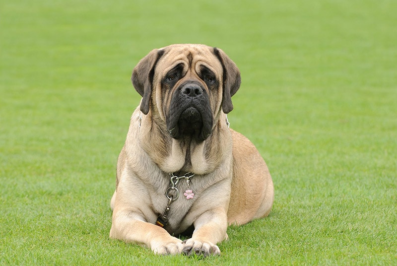 English Mastiff lying on the lawn