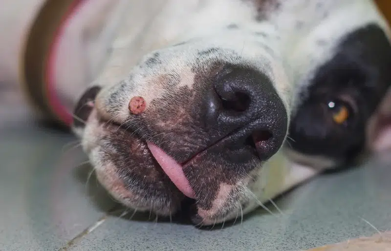 english pointer mixed dog with wart on the muzzle