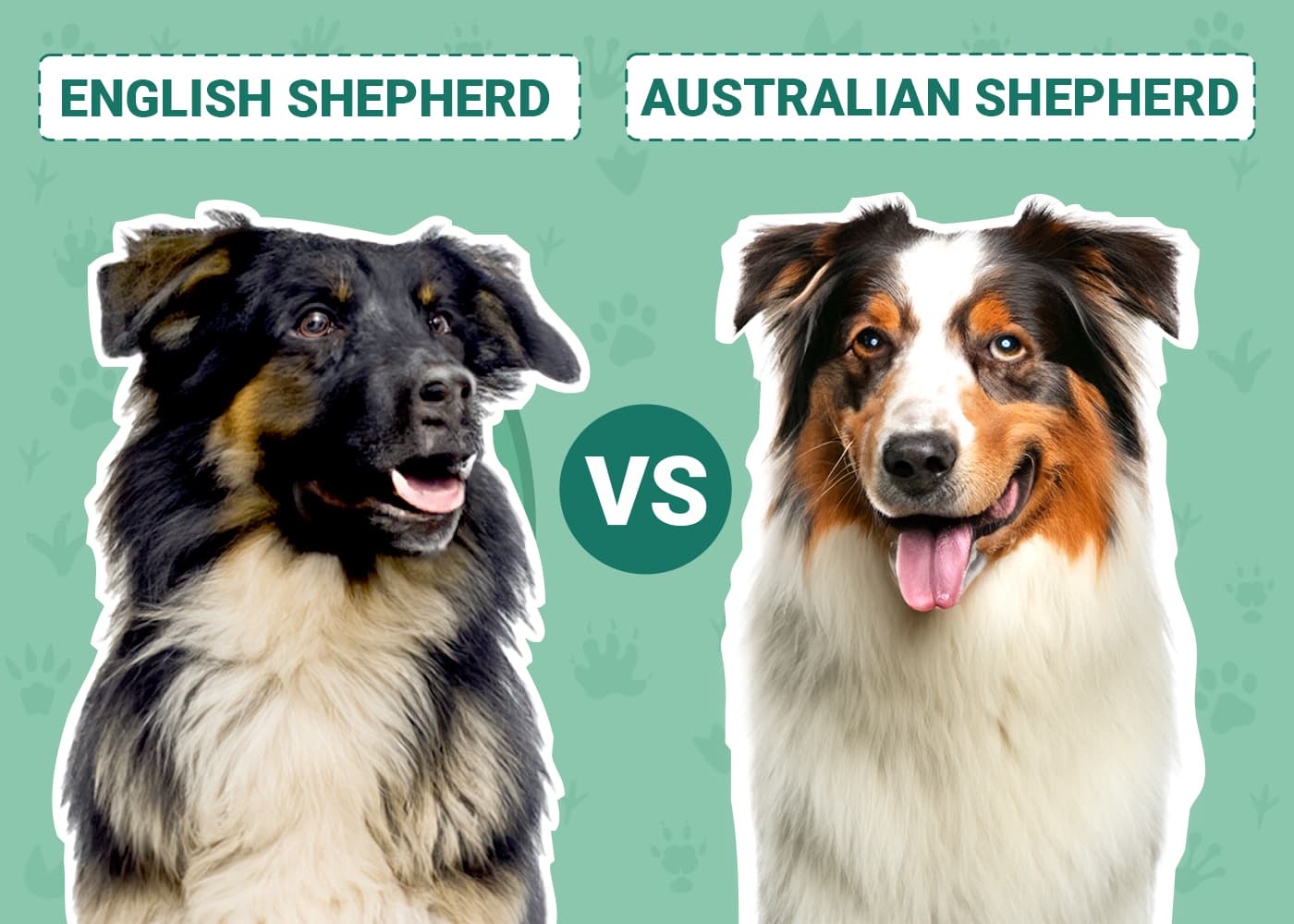English vs Australian Shepherd