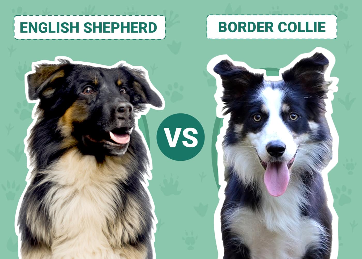 English Shepherd vs. Border Collie