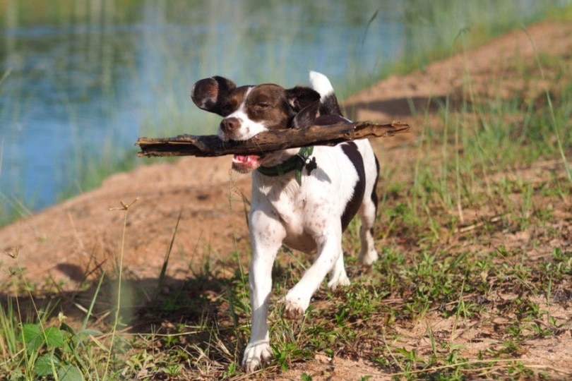 english speagle_Andy Ginns, Shutterstock