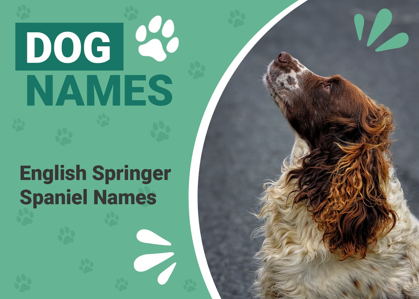 English Springer Spaniel Names