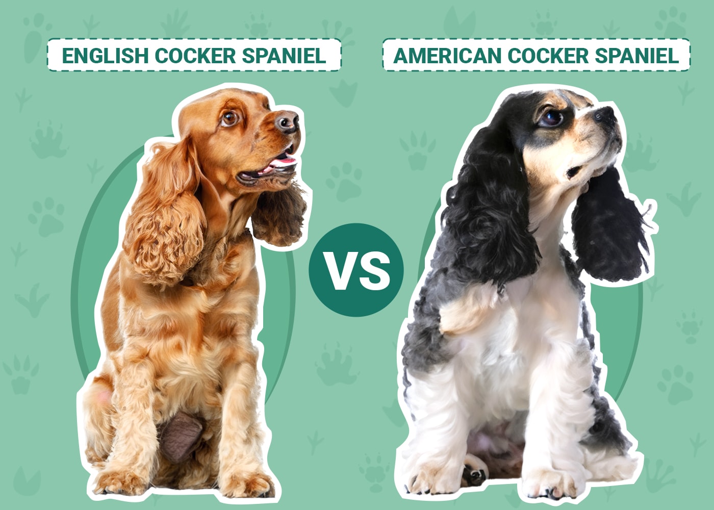 English vs American Cocker Spaniel Key Differences (With Pictures) Dogster