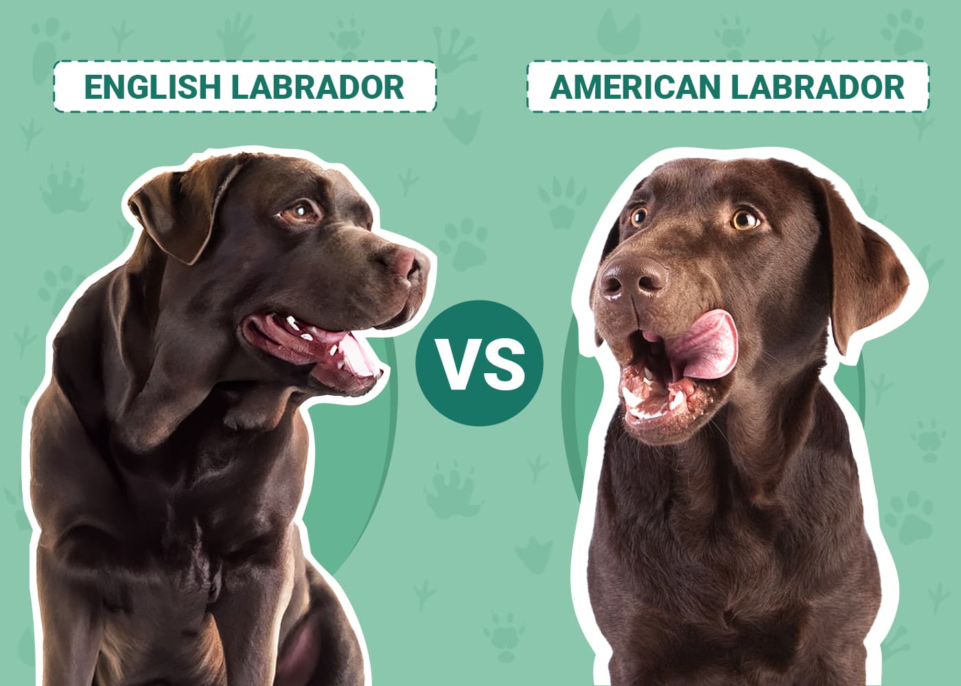 English vs American Labrador