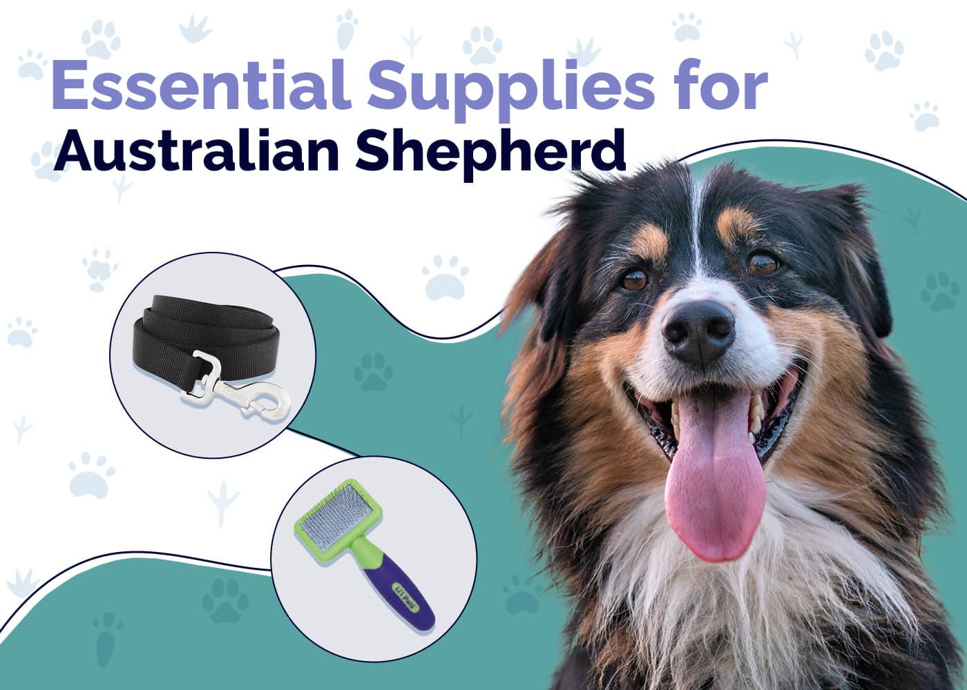 Essential Supplies For Australian Shepherd