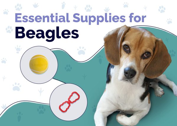 Essential Supplies For Beagles