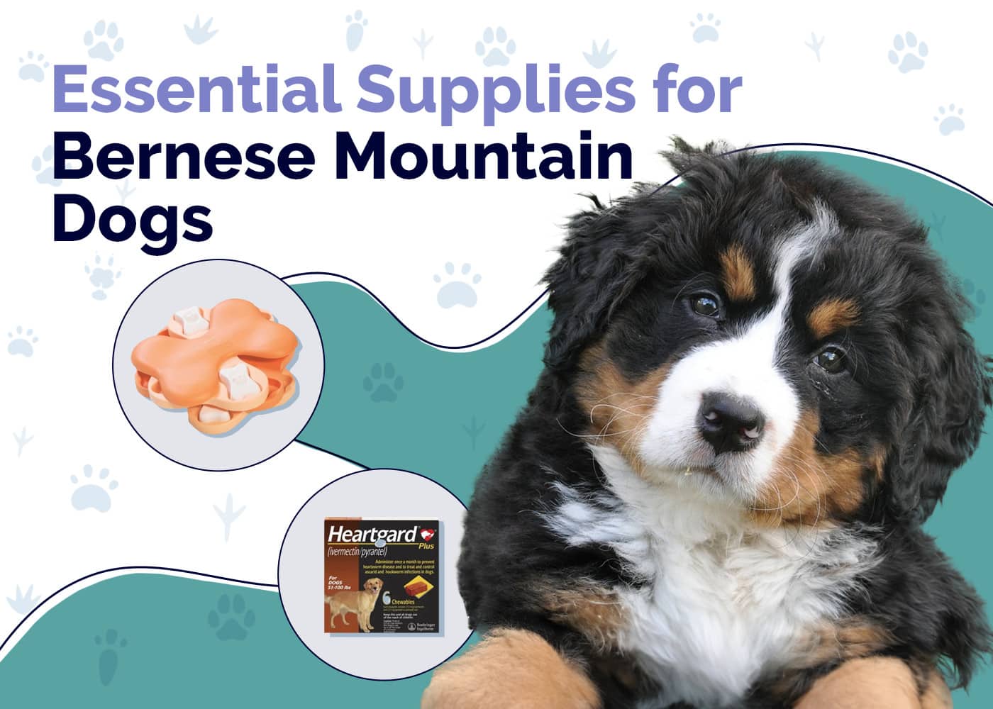 Essential Supplies For Bermese Mountain Dog