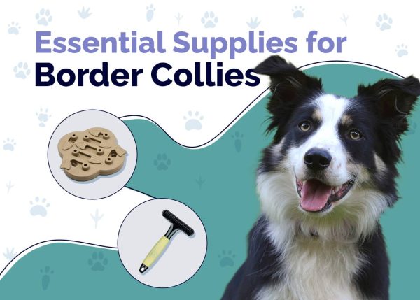 Essential Supplies For Border Collies