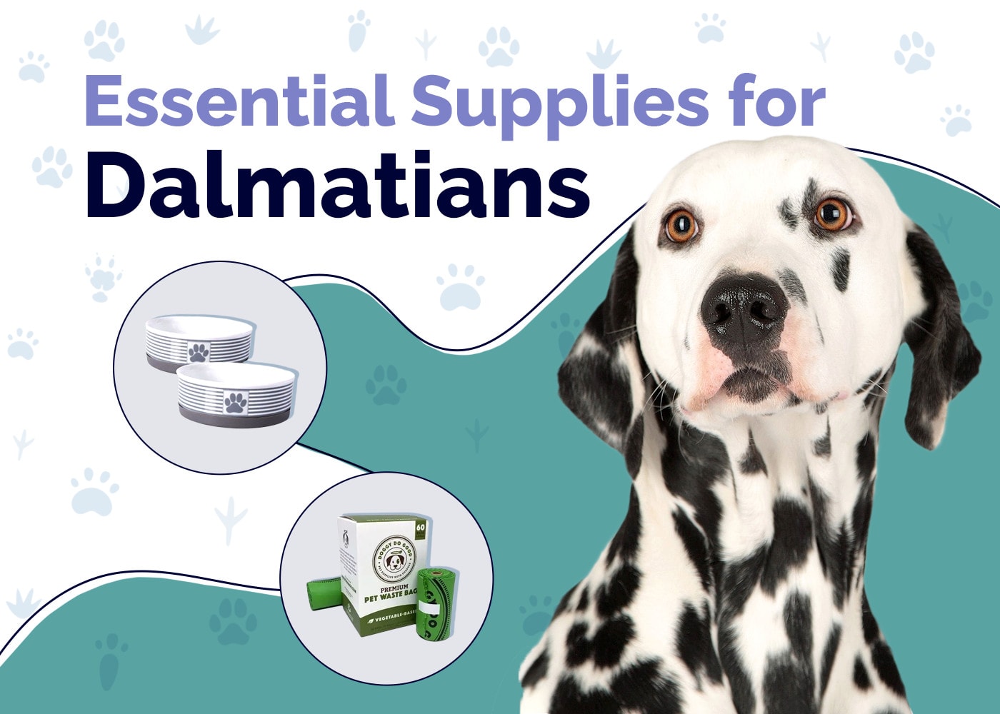 Essential Supplies For Dalmatians