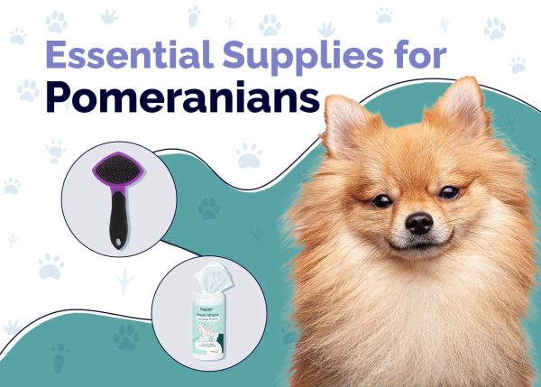 Essential Supplies For Pomeranians