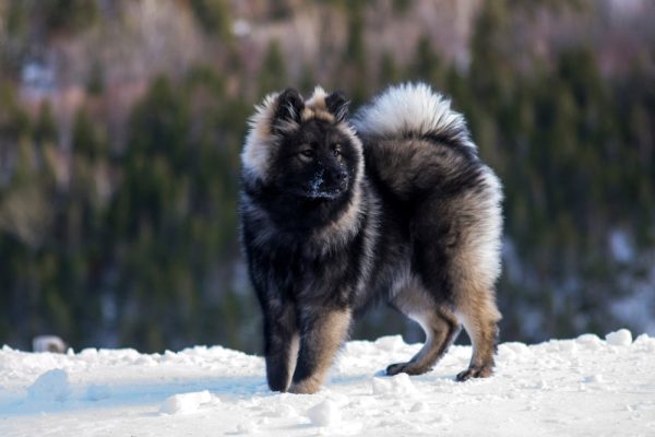 eurasier dog in snow