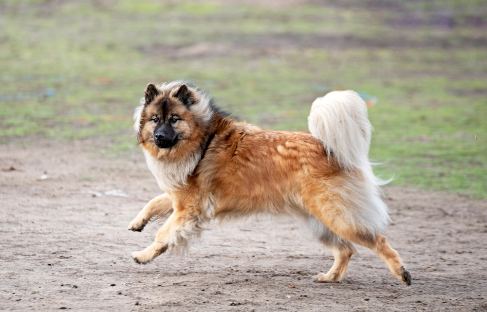 eurasier dog running outdoor