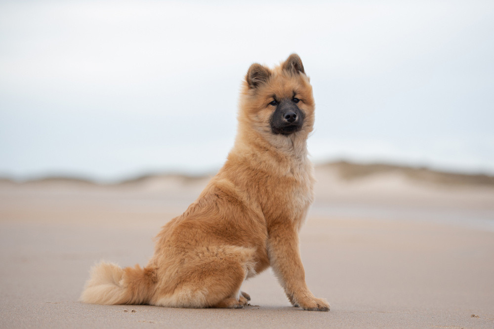 eurasier dog sitting at the beach