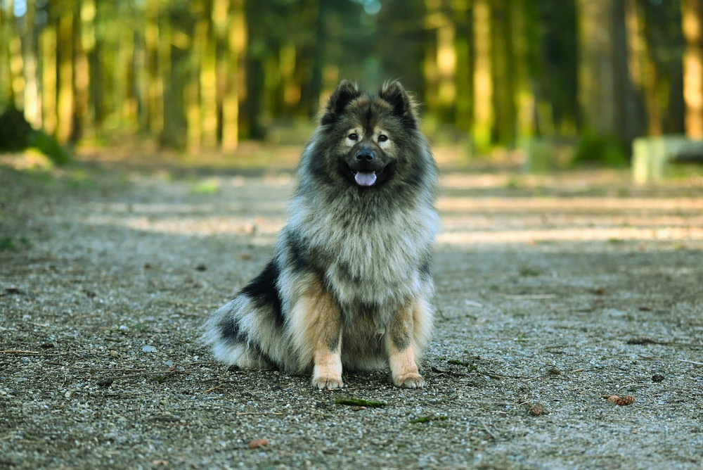 eurasier dog sitting in the woods