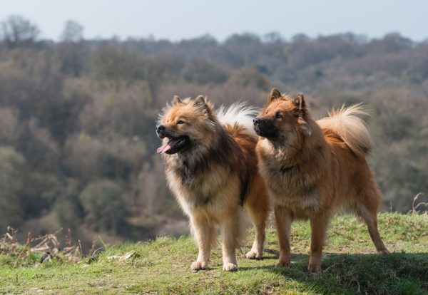 eurasier dogs in the mountain