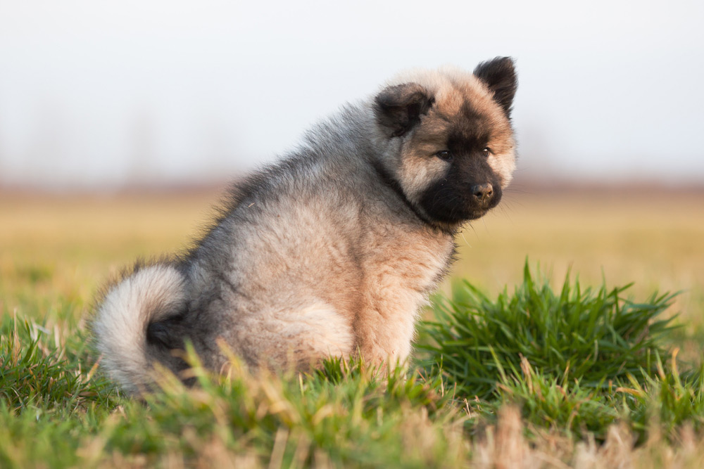 eurasier puppy sitting on the grass