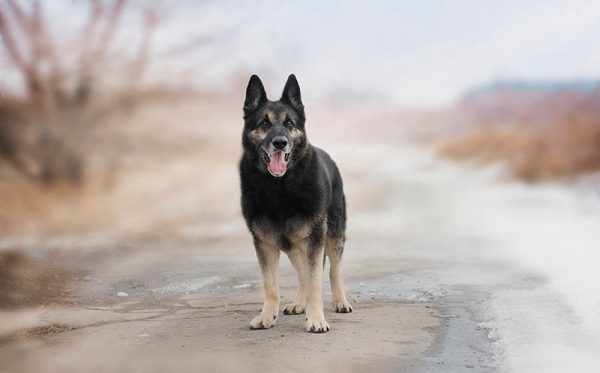 european german shepherd on the road