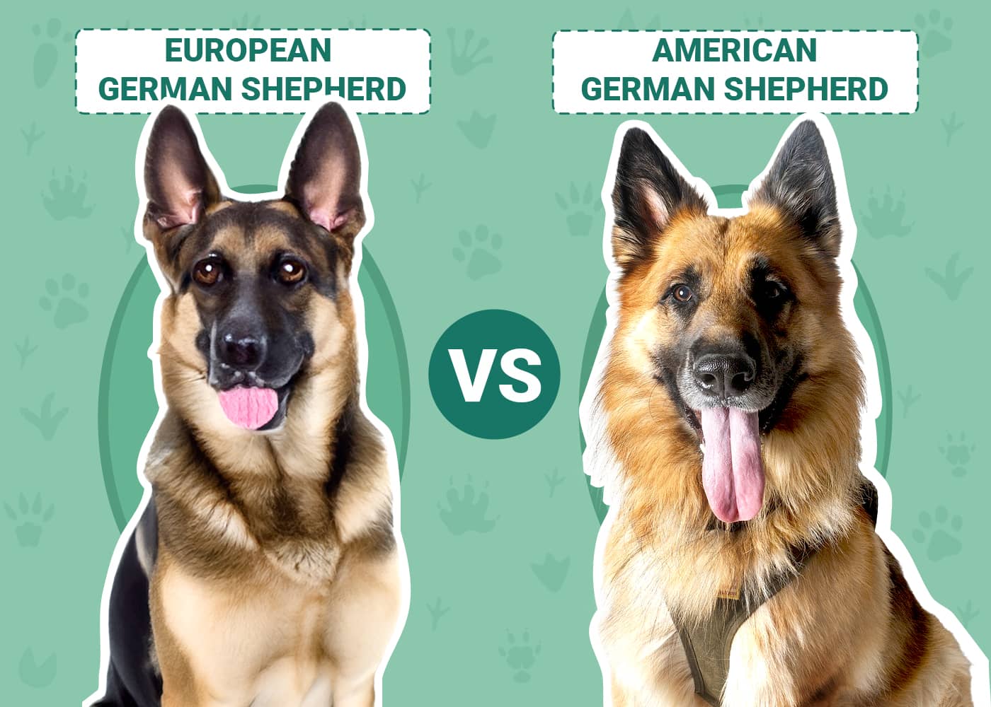 European vs American German Shepherd