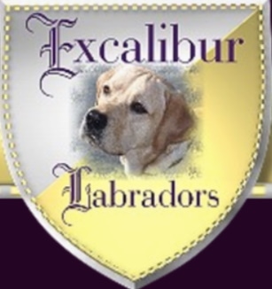 excaliburlabradors