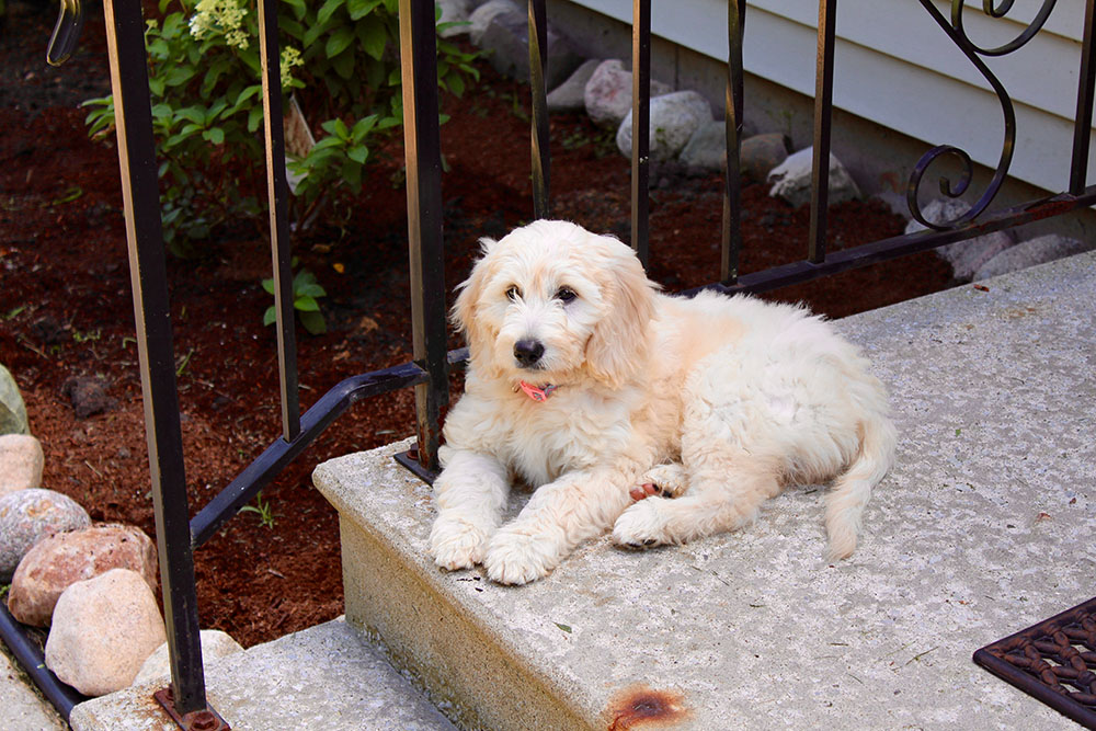 F1 goldendoodle at the porch