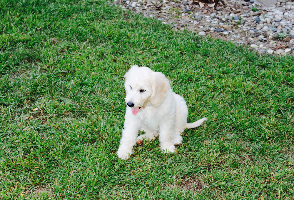F1 goldendoodle sitting on the lawn