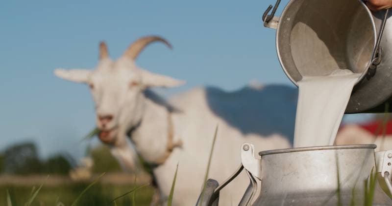 farmer pours goat's milk into can