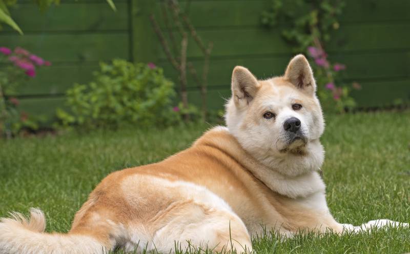 fat akita dog lying in grass