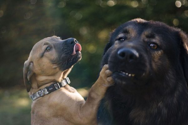 father dog and puppy