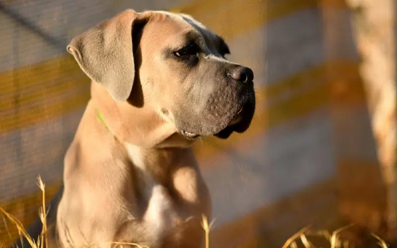 fawn cane corso dog