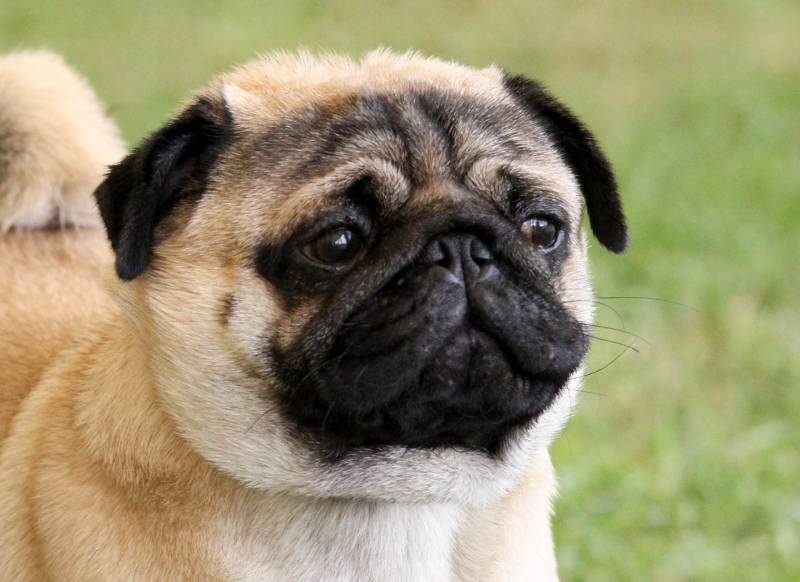 fawn flat faced pug dog
