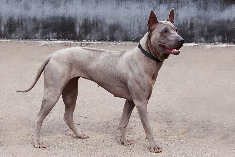 fawn thai ridgeback