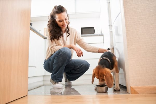 feeding beagle dog