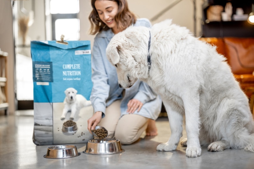 feeding dog at home