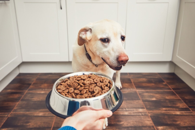 feeding dog