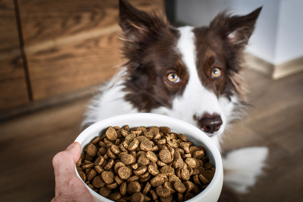 feeding dry kibble to a dog