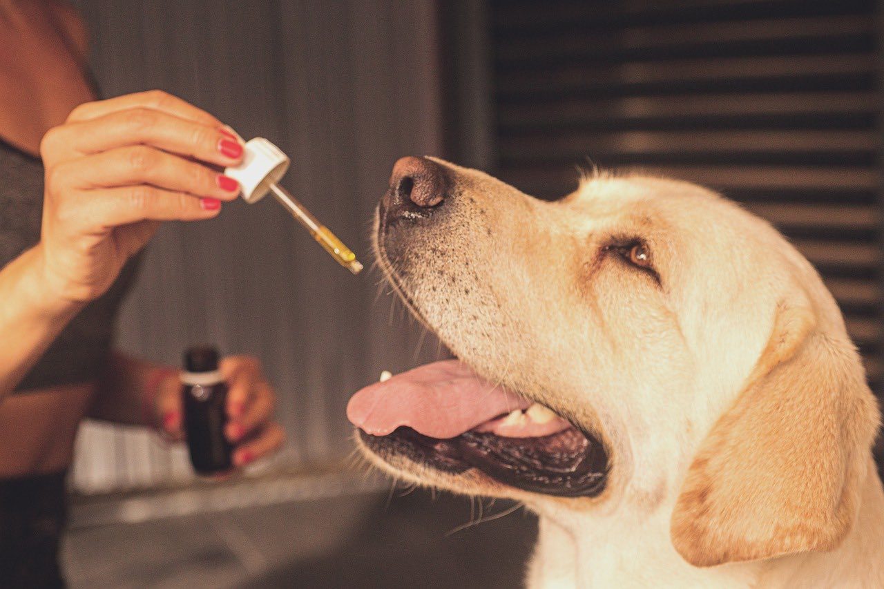 feeding labrador cbd oil