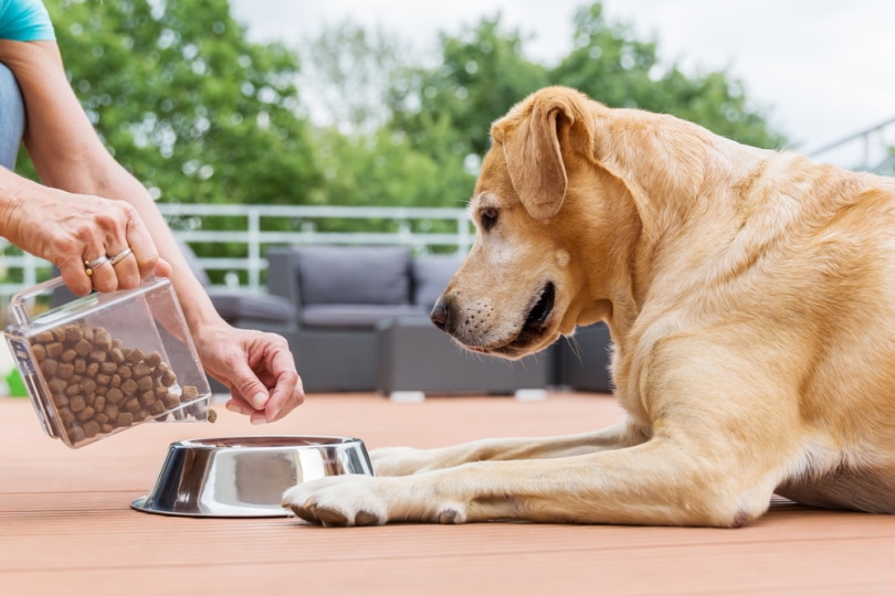 feeding labrador retriever dog