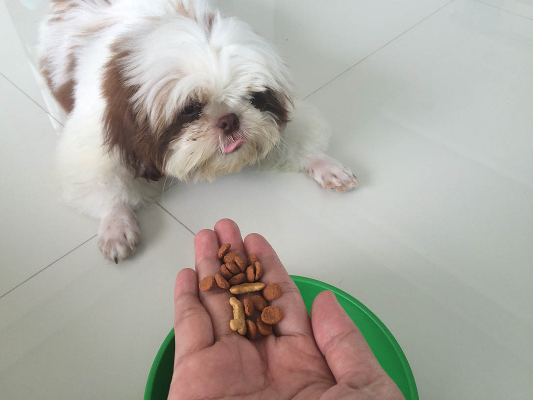 feeding shih tzu puppy