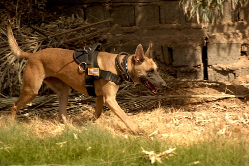 female belgian malinoisfemale belgian malinois