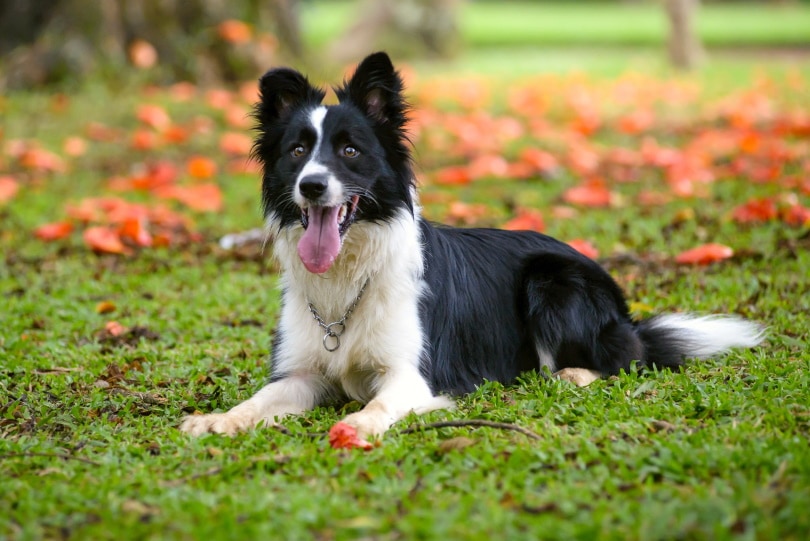 female border collie lying on grass