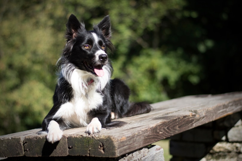 female border collie lying