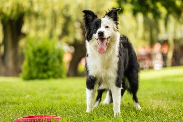 female border collie standing on grass