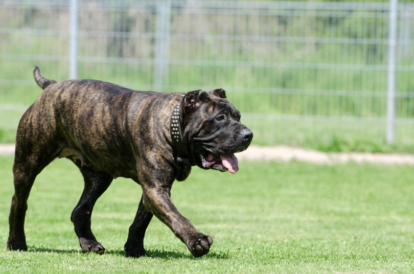 female bulldog walking on grass