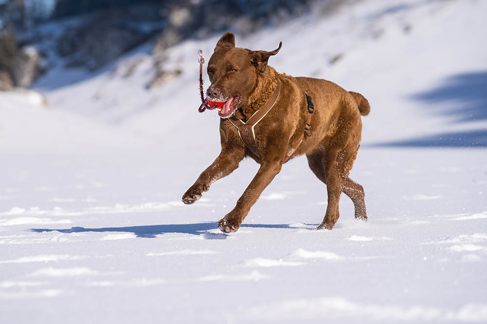 female chesapeake bay retreiver playing in the snow
